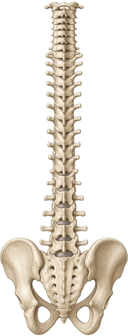 Anatomical spinal figure used in the chiropractic exam
